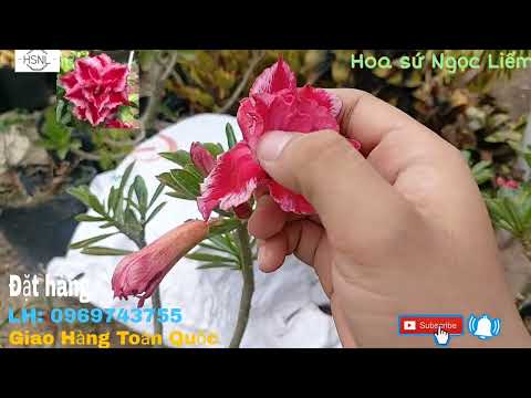Video (đã hết) Hoa sứ thái chiết zin cánh kép (1-1-2023) LH:... - youtube