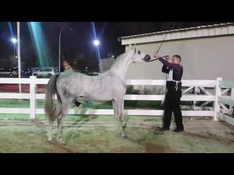 مربط الحمد ضاعن الشيبه ولد اي جي دينر