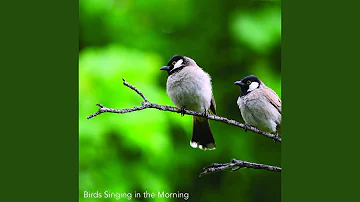 Birds Singing at 5AM in the Morning