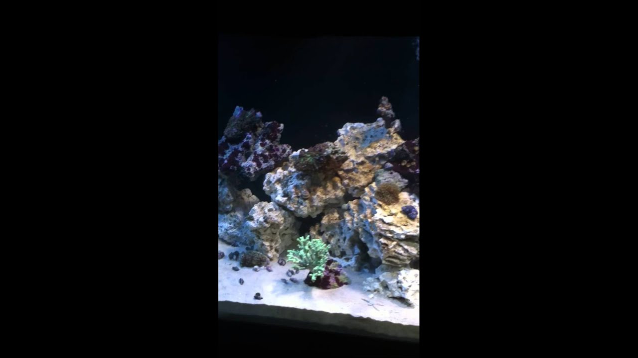 camera iphone 8 plus apk IMG 2137