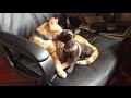 Cat and Kittens Vs Chihuahua Are Best Friend - Cats Loves Chihuahua