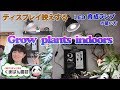 ディスプレイ映えするLED育成ランプの使い方(多肉植物・観葉植物編)【くまパン園芸】