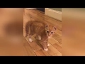 НОВЫЕ смешные ПРИКОЛЫ с животными до слез | ЯНВАРЬ 2019 года | FUNNY PETS 2019!!!