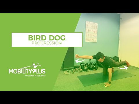 Core Exercises for Low Back Pain - The Bird Dog Progression