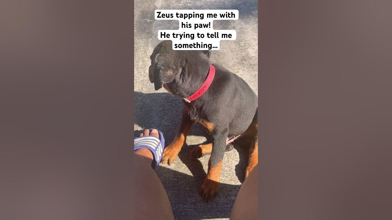 zeus-touching-me-with-his-paw-youtube