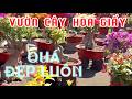 Tham Quan Vườn Cây Hoa Giấy. Mừng Kênh Thành Mập TV Đạt Được 10.000 Subscribe.#TMtv.