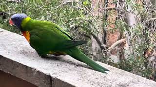 Rainbow Lorikeet chirping on the balcony #birds #lorikeet #australia