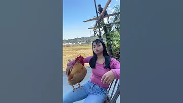 A Big Rooster That Needs To Be Hugged Every Day Internet Celebrity Rooster The Fighter Among R 