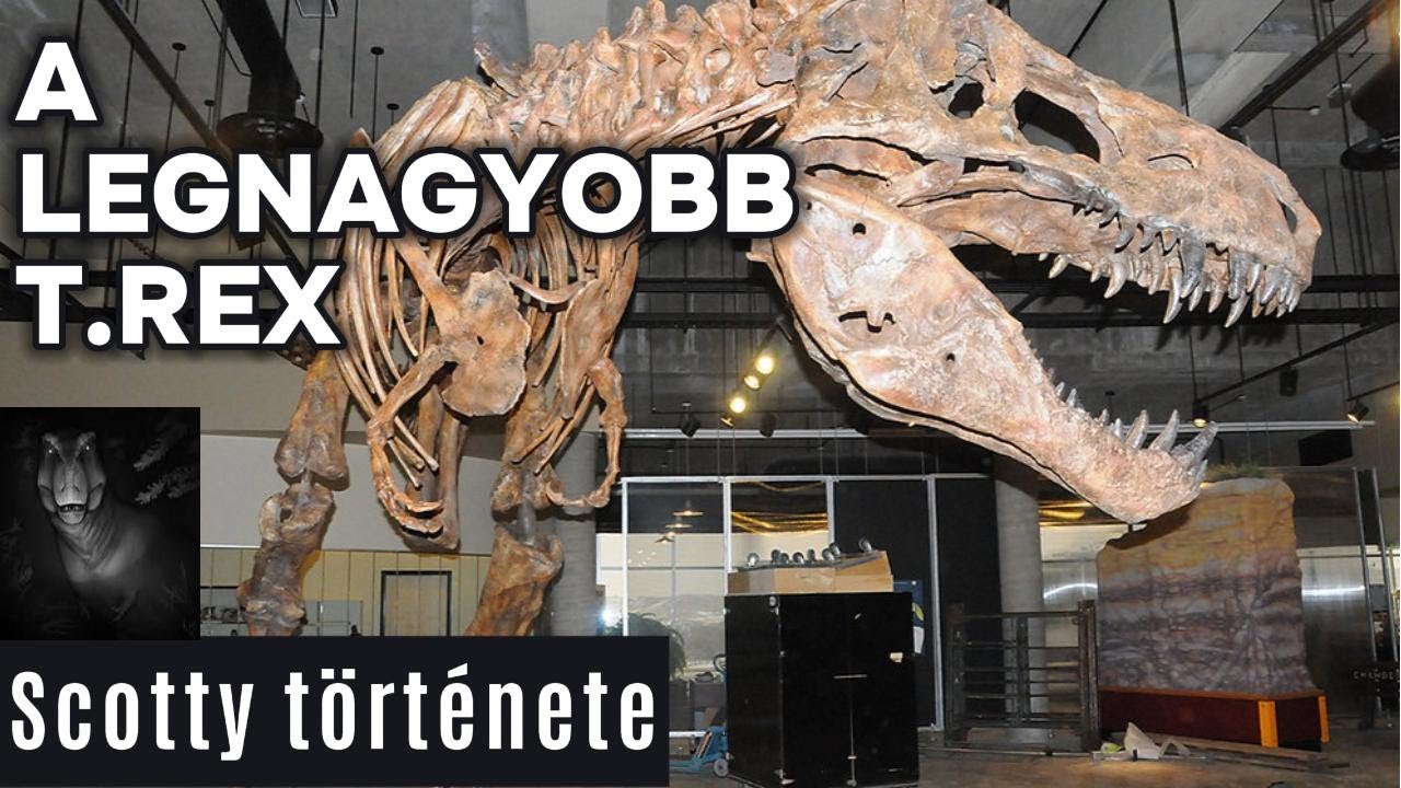 A Legnagyobb T rex T rt nete I R viden t m ren YouTube a-legnagyobb-t-rex-t-rt-nete-i-r-viden-t-m-ren-youtube