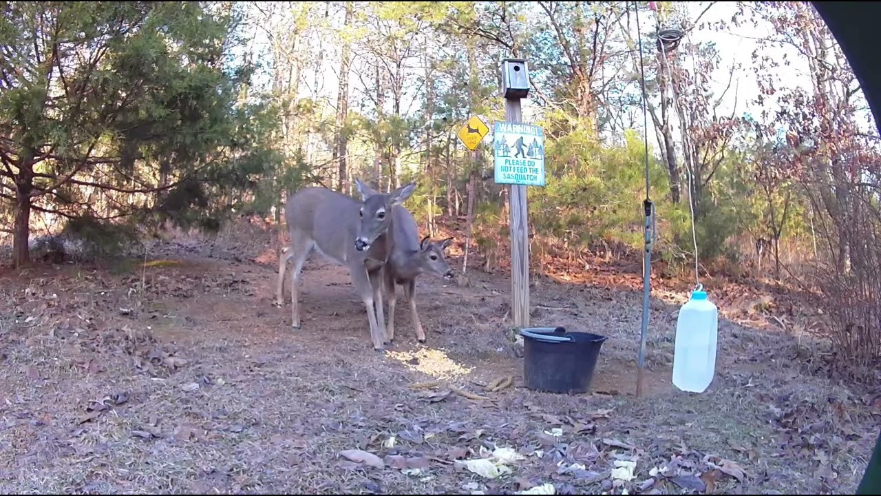 Squirrel ,Deer, Rooster. 1/15/2026.