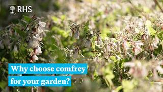 The benefits of comfrey and how to care for them | The RHS