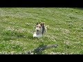 I Ran So Far Away    - The soul of Fox Terrier -