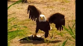 Bald Eagle with his giant catch on the Mississippi River Flyway. Explore.org 20 July 2023