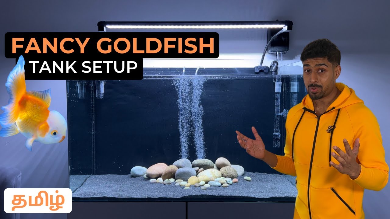 Fancy Goldfish Tank Setup, Filtration, Air Pump