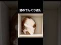 猫のでんぐり返し