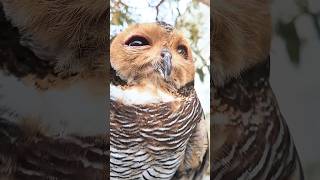 Super Angry Bird Bibib!! 😡😤🦉 #owl #cat #funny #cute #pets #animals #birds