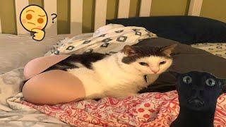 Try Not To Laugh Dogs And Cats   Best Funniest Animal Videos Of The Month #1