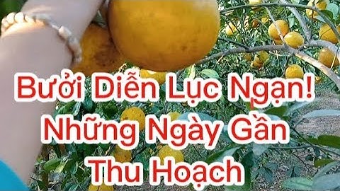 Bưởi Diễn Những Tháng Cuối Gần Ngày Thu Hoạch.Bưởi Diễn Lục Ngạn