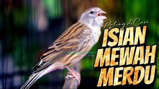 JAGONYA BIKIN CENGKOK MEWAH JAWARA - MASTERAN KENARI ISIAN BLACKTHROAT GACOR DURASI PANJANG