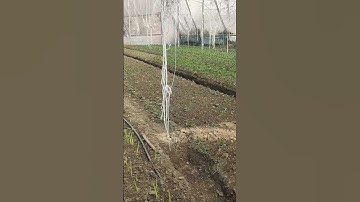 #imported #lily #plants #lilium #gladius