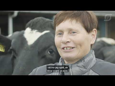 Video: I Det Engelske Amt Yorkshire Er Der Fundet En Kalv Med Mærkelige Lemlestelser - Alternativ Visning