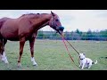 FORGET ALL YOUR STRESS with the FUNNIEST HORSE videos