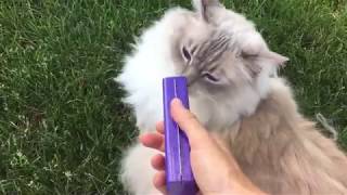 Best Cat Brush for Shedding that Doesn't Cut like Furminator  Equigroomer  Floppycats