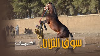 سوق الثلاتاء خاوي اليوم الشاري موجود والخيل والو