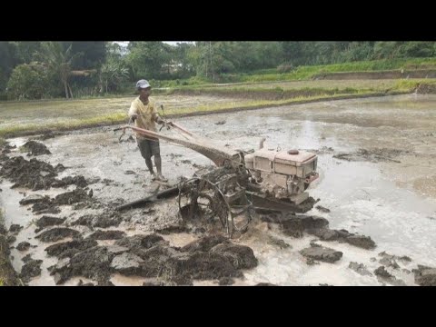 Traktor Sawah dengan Diesel Kubota Bekerja Meratakan Traktor Sawah dengan Diesel Kubota Bekerja Meratakan