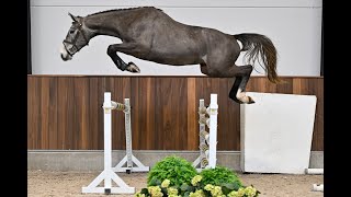 Cico vh Kraeynboschhof Z