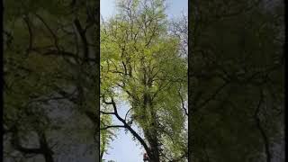 Felling Of Mature Beech Tree