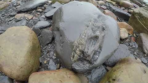 Fossil Hunting Sandsend September 2020