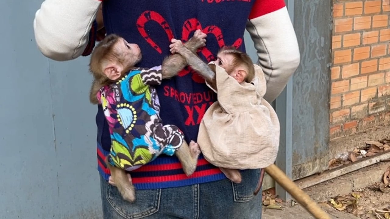 Twin Spider Man Cling On Mom For Morning's Duty Before Breakfast