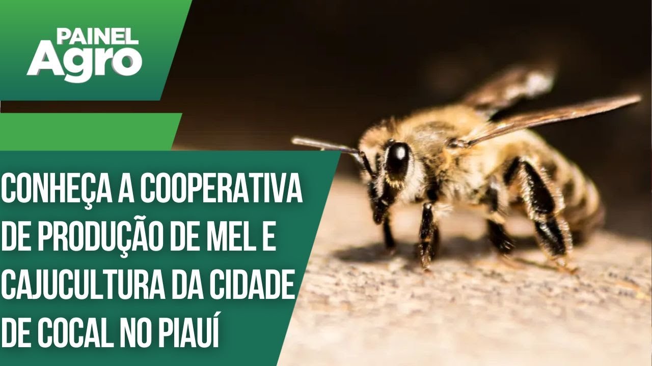 Conheça uma das maiores cooperativas de produção de mel e caju cultura da cidade de Cocal
