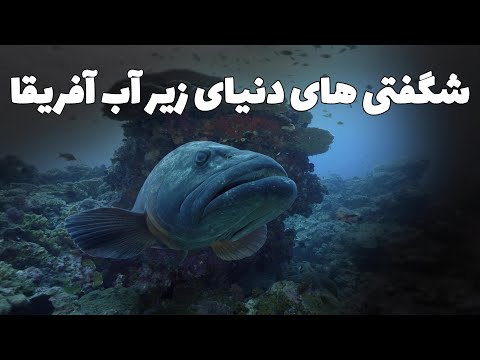 شگفتی های دنیای زیر آب آفریقا قسمت اول