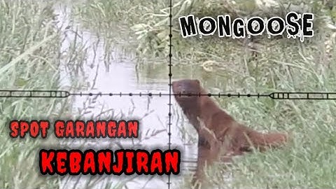 BERBURU GARANGAN si pemangsa ternak warga// Di Spot Banjir Besar