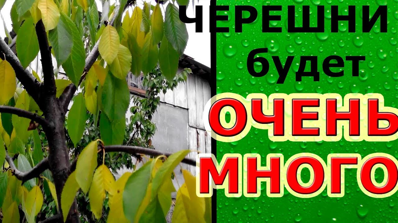 Как сделать Черешню Урожайную // How to make a Sweet Cherry