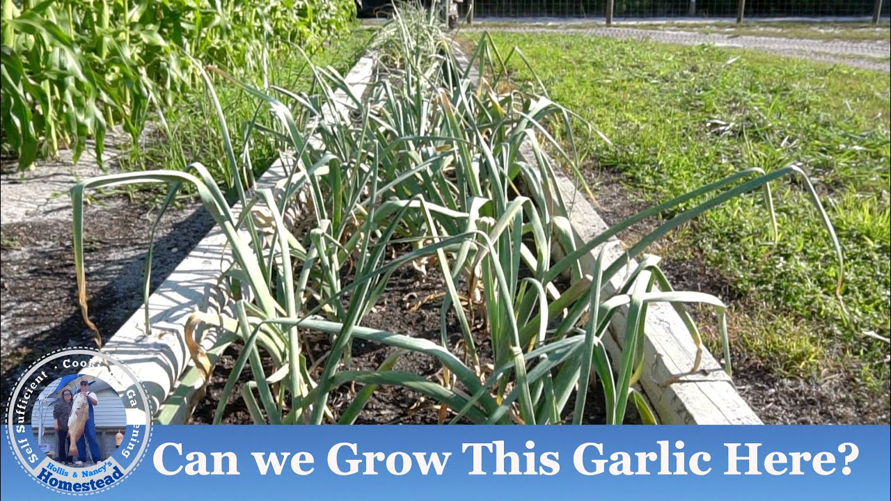 GARLIC Can we Grow This Variety of Garlic Here? YouTube