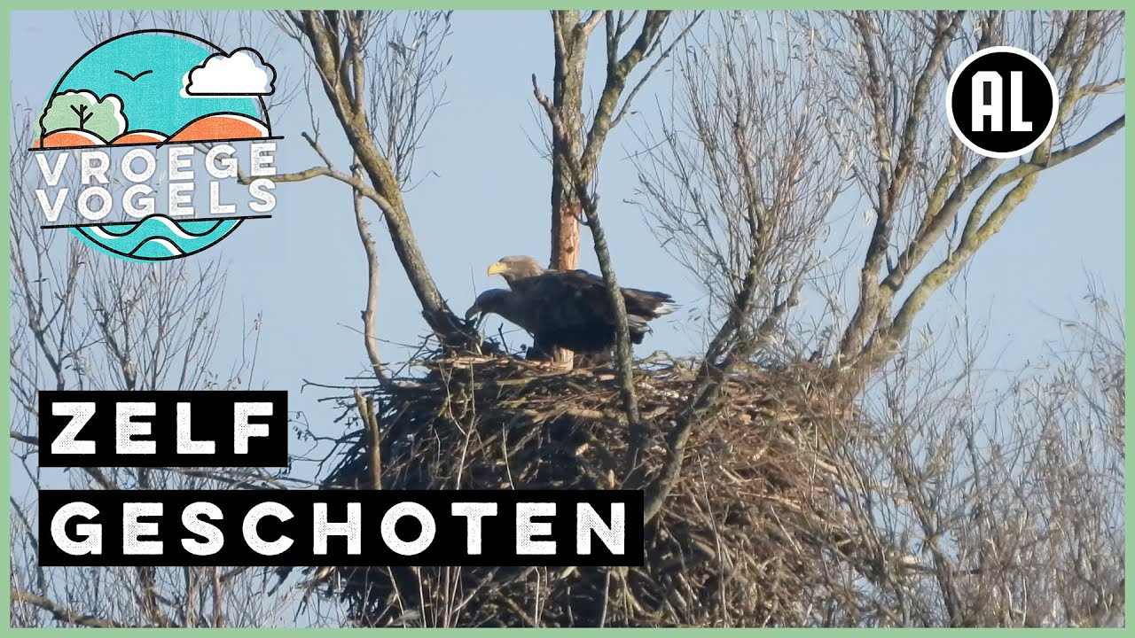 Zeearenden bouwen nest | Zelf Geschoten | Vroege Vogels - YouTube