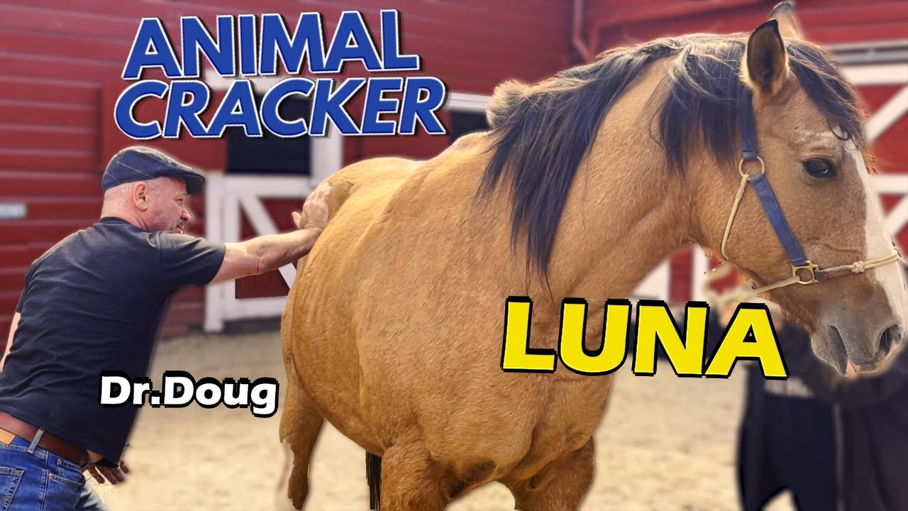 ABANDONED QUARTER HORSE gets CHIRO ADJUSTMENT 🐴