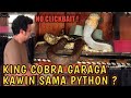 King cobra Garaga Kawin sama Python? Kandangnya jebol !