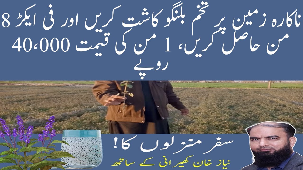 Balangu ki kasht تخم بلنگو کی کاشت tukhm e malanga benefits  tukh malanga ke fayde in hindi
