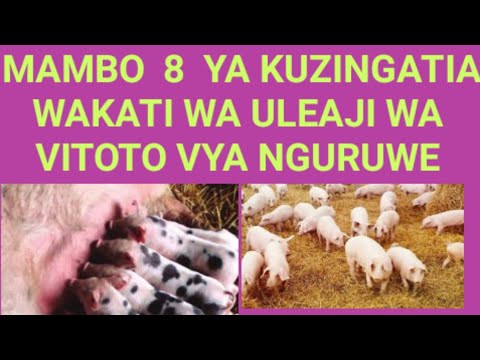 Video: Je, nguruwe dume ataua watoto?