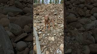 Discovering new places 🐕🐶🫡