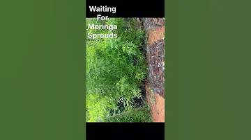 Munaga Seeds In Soil Bags 