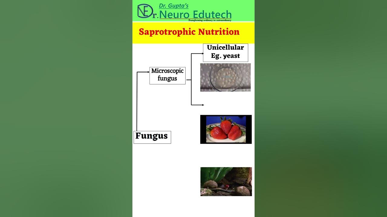 saprotrophic-nutrition-shorts-shortsvideo-youtubeshorts-science