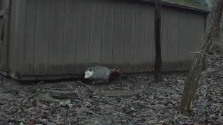 20210317 possum nest building