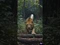 👉 “Sher Ke Camera Me Record Hua Jungle Ka Sabse Bada Raaz 😱”#viral #trending #shorts