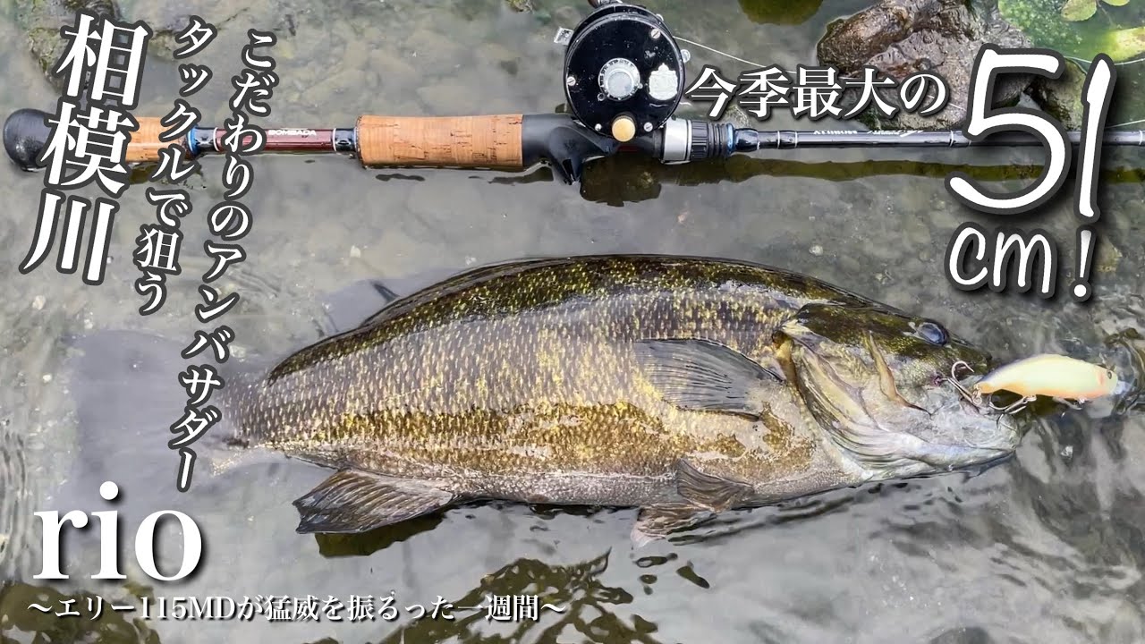 こだわりのアンバサダータックルで仕留めるビッグワン！【相模川スモールマウスバス】