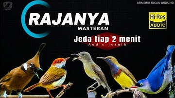 Masteran Burung Kecil Tembakan Kasar Ampuh Untuk Pemasteran Burung Lomba terbaru 2025